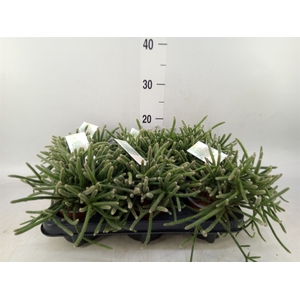 Rhipsalis baccifera subsp. horrida