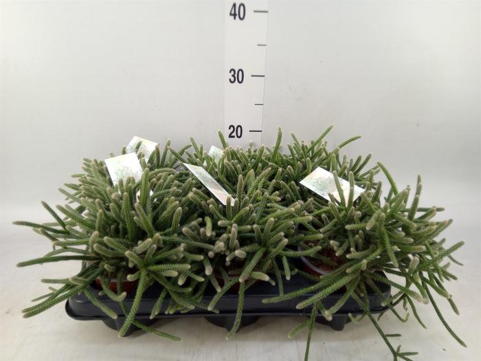 <h4>Rhipsalis baccifera subsp. horrida</h4>