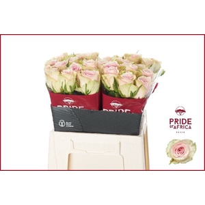 R GR PINK ATHENA