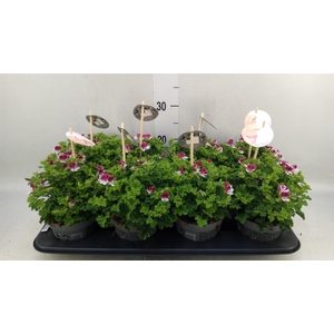 Pelargonium gran.   ..
