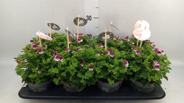 <h4>Pelargonium gran.   ..</h4>