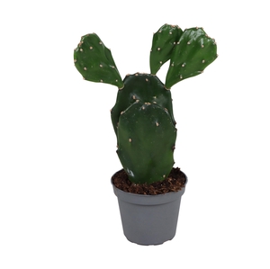OPUNTIA