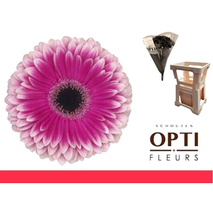 Gerbera Prelude Water