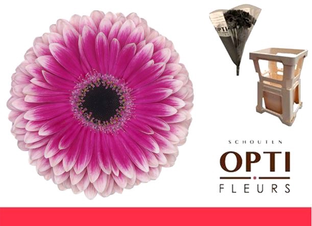 <h4>Gerbera Prelude Water / Hoes</h4>