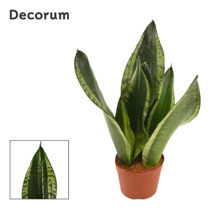 Sansevieria Silver Flame 9 cm (Decorum)