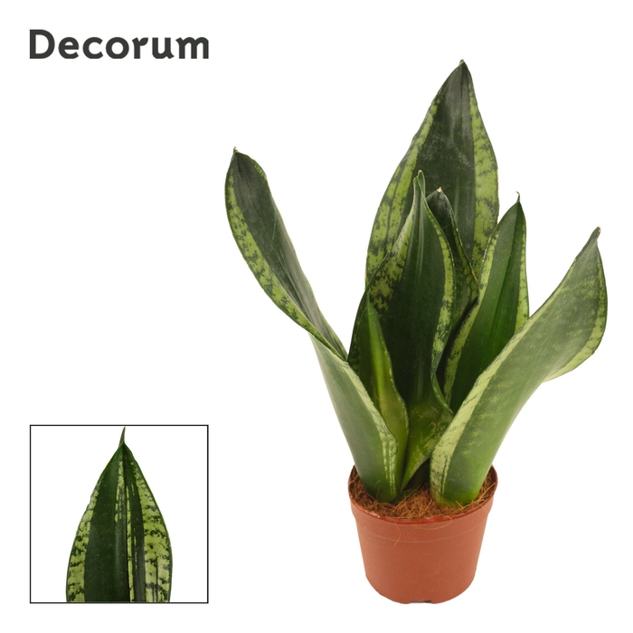 <h4>Sansevieria Silver Flame 9 cm (Decorum)</h4>
