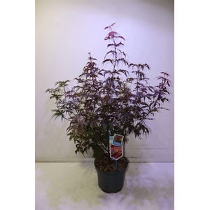 arr8 Acer Pa Atropurpureu