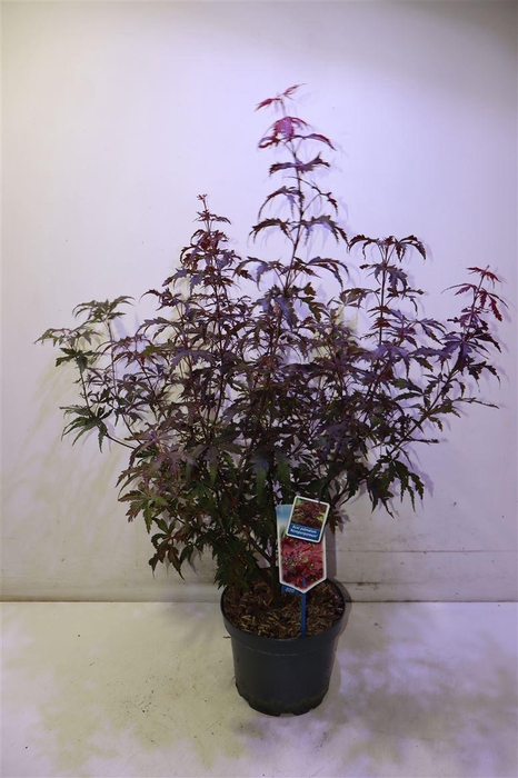 <h4>arr8 Acer Pa Atropurpureu</h4>