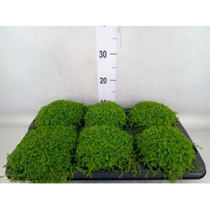 Soleirolia soleirolii   ...green