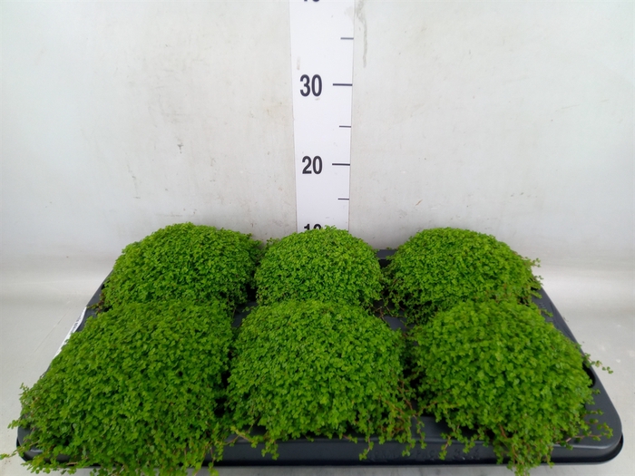 <h4>Soleirolia soleirolii   ...green</h4>