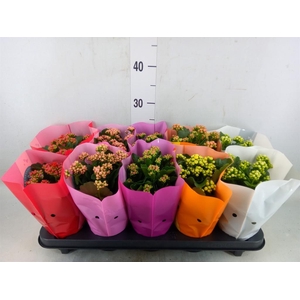 Kalanchoe blos. 'Perfecta'  ..mix 5