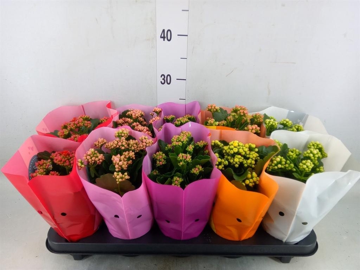 <h4>Kalanchoe blos. 'Perfecta'  ..mix 5</h4>