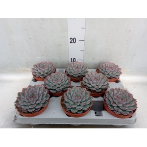 Echeveria  'Hercules'