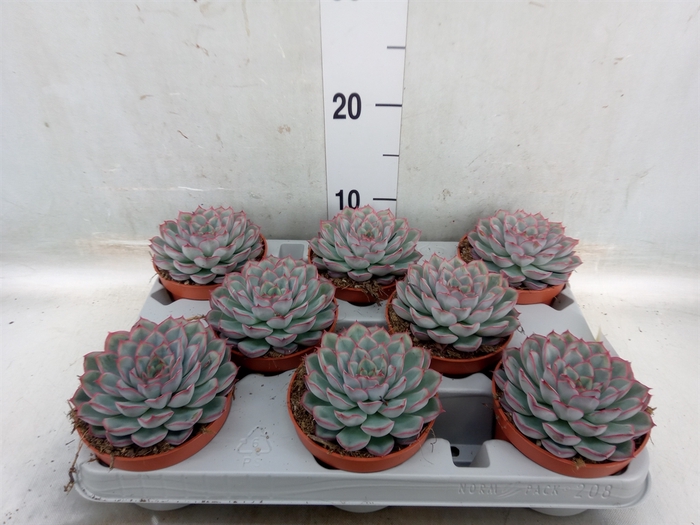 <h4>Echeveria  'Hercules'</h4>