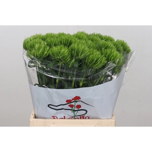 Dianthus Br Lady Ingreen