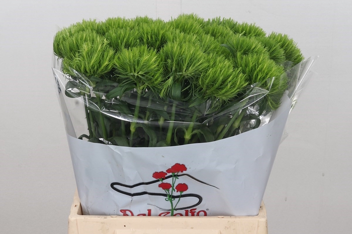 Dianthus Br Lady Ingreen