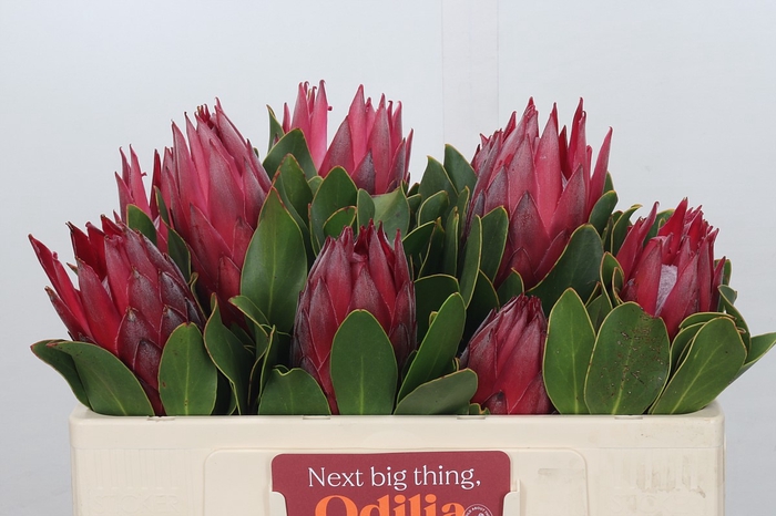 Protea Cynaroides Madiba