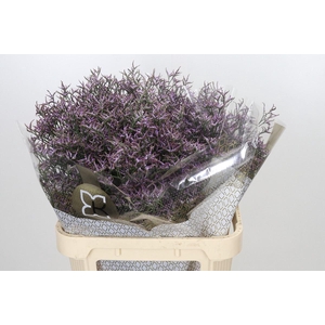 LIMONIUM SAFORA LILAC LIMONIUM OV S