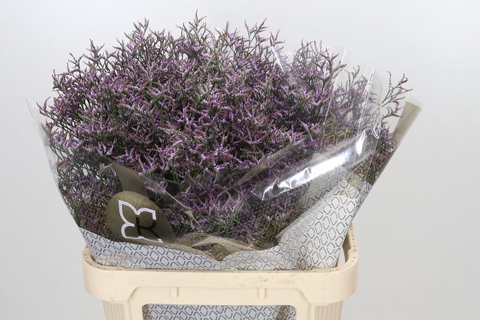 <h4>LIMONIUM SAFORA LILAC LIMONIUM OV S</h4>
