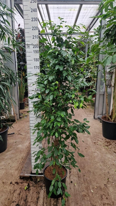<h4>Ficus Exotica</h4>
