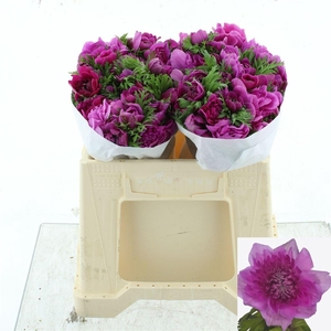 ANEM CO LEVAN FUCSIA