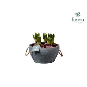 Cement pot met handvaten en Hyacint