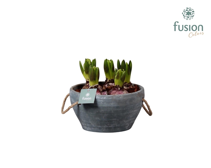 <h4>Cement pot met handvaten en Hyacint</h4>