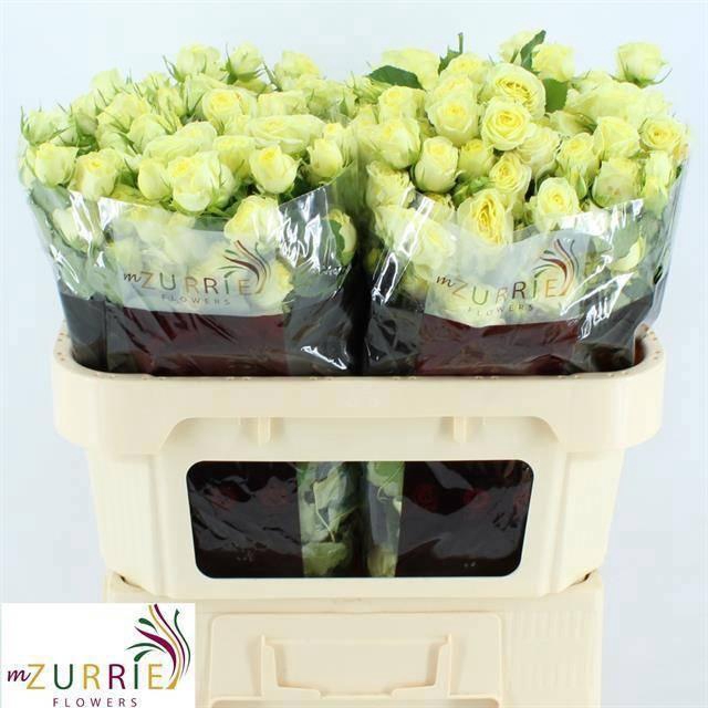 <h4>R TR WEDDING INVITE</h4>