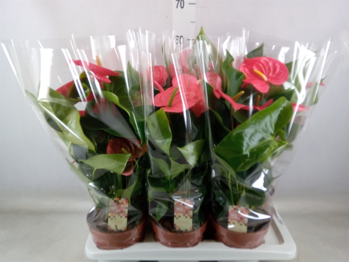 <h4>Anthurium andr. 'California'</h4>