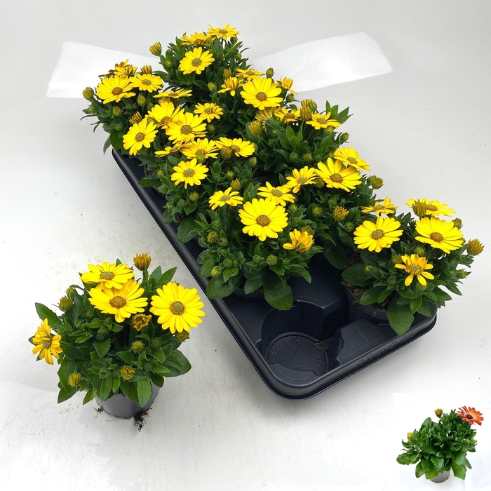 <h4>OSTEO SUNNY CAMBRIA</h4>