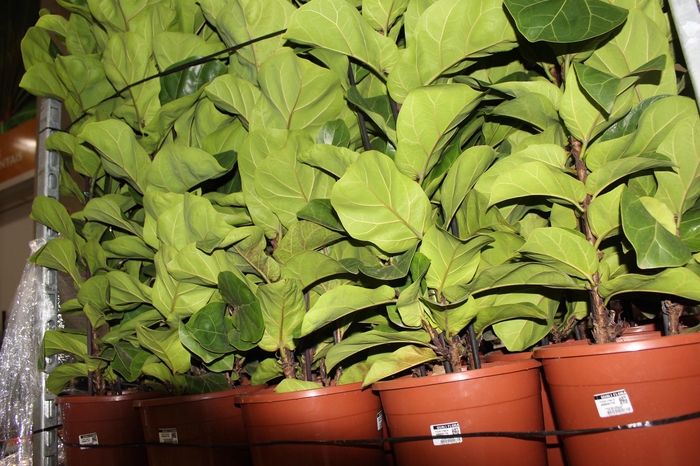 FICUS LYRATA BAMBINO P24 COMPACTO