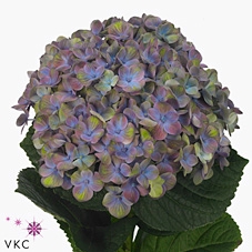 Hydrangea mag coral