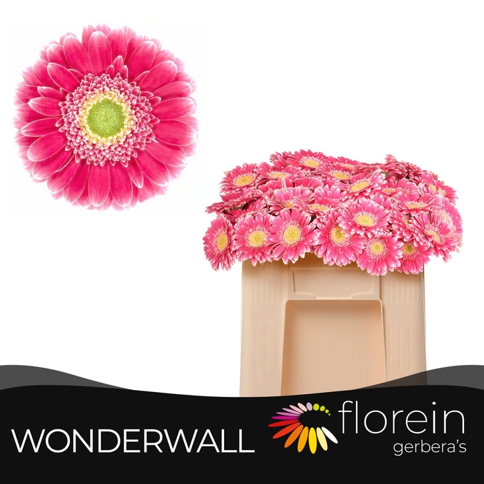 <h4>GE MI WONDERWALL</h4>