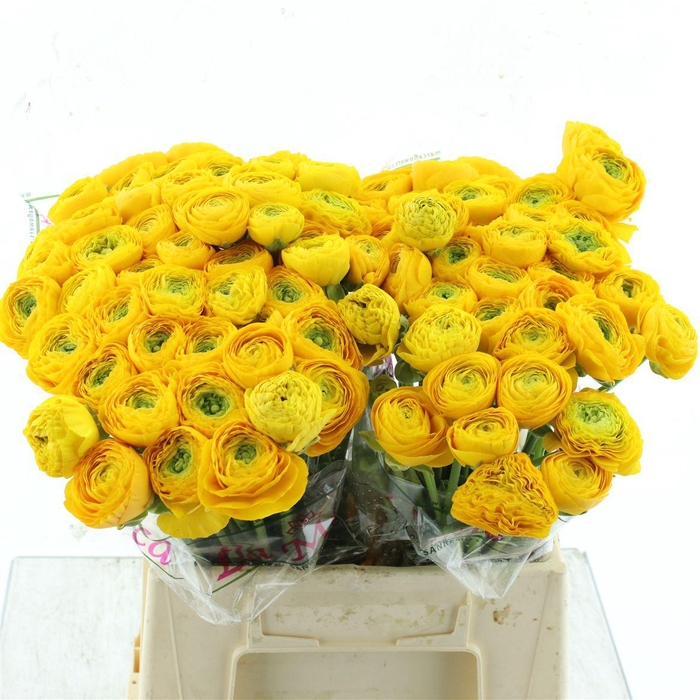 <h4>Ran Su Sr Omega Yellow 1a</h4>