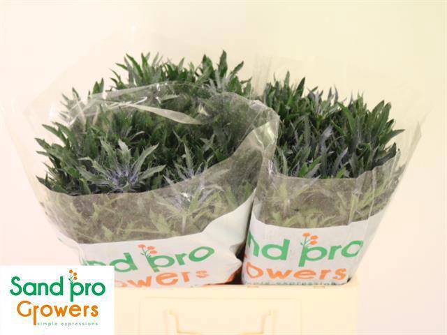 <h4>ERYN A BLUE STAR</h4>