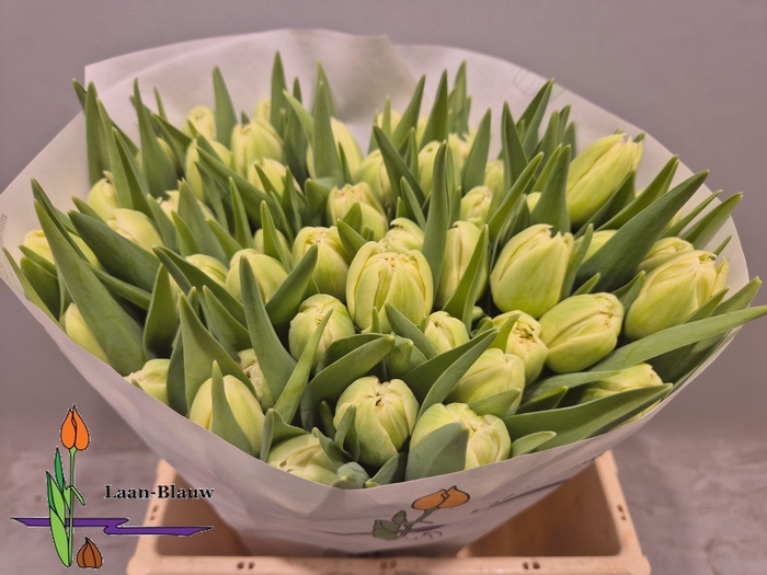 <h4>TU DU VERONA</h4>