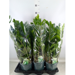Zamioculcas zamiifolia