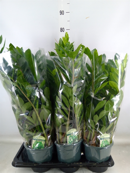 <h4>Zamioculcas zamiifolia</h4>