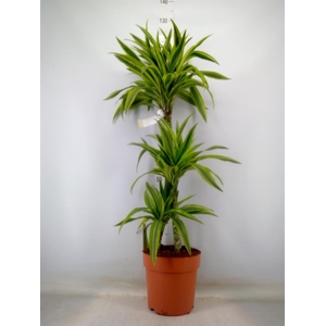 Dracaena fr de 'LemonLime'