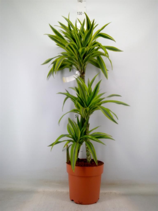 <h4>Dracaena fr de 'LemonLime'</h4>