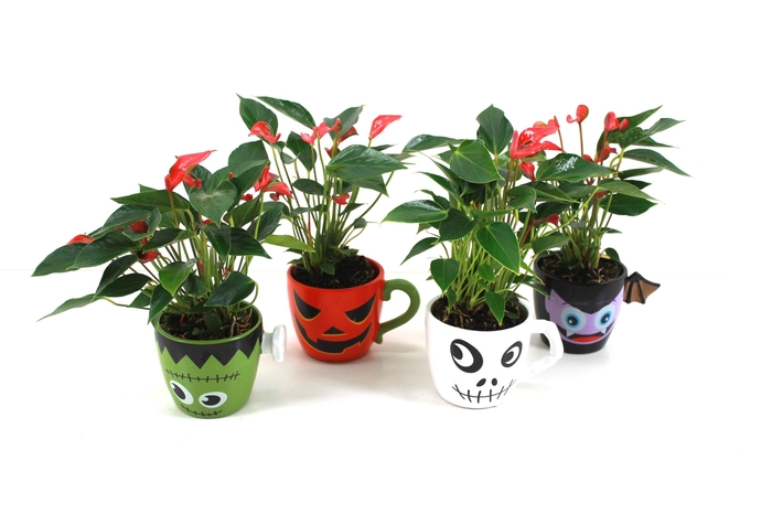 <h4>Anthurium xl.67 Trillions Red 9cm in halloween mok (Ook verkrijgbaar met rood of wit)</h4>