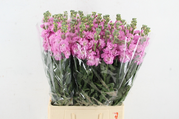 <h4>MATTH IRON PINK</h4>