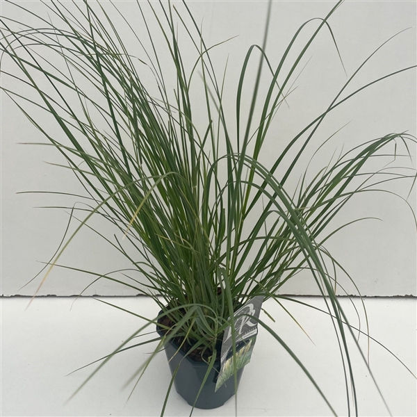 <h4>Cortaderia sell. 'Mini Pampas'</h4>