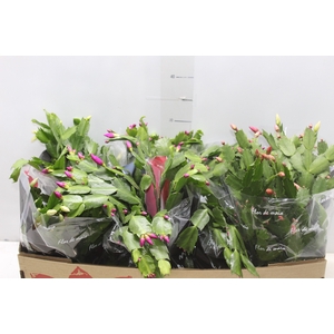 FLOR DE MAIO P15