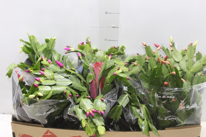 <h4>FLOR DE MAIO P15</h4>
