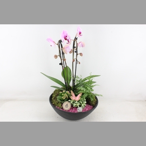arr2 PL - Ebbischaal phal cascade roze