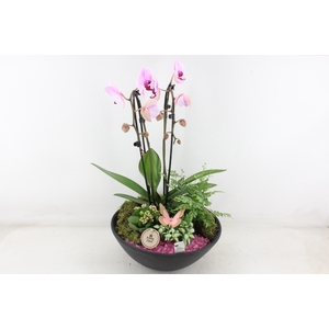 arr2 PL - Ebbischaal phal cascade roze