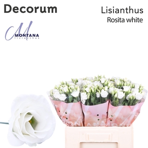 Lisianthus Rosita white 60cm