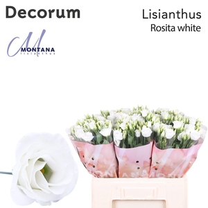 Lisianthus Rosita white 60cm
