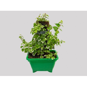 UNHA DE GATO P17 QUADRADO